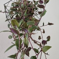 Samsung Galaxy Z Fold5 primjeri fotografija