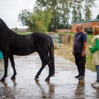 Uzgajivač konja Darko Čelik