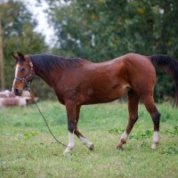 Uzgajivač konja Darko Čelik