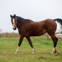 Uzgajivač konja Darko Čelik