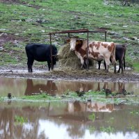 Rijeka: Poplavljene ceste i Grobničko polje