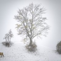 Snijeg u Švicarskoj