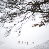Snijeg u Švicarskoj