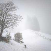 Snijeg u Švicarskoj