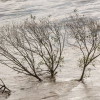 Nabujala rijeka Sava izlila se iz primarnog korita