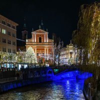 Božićna smreka Tina