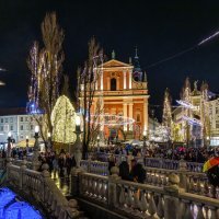 Božićna smreka Tina