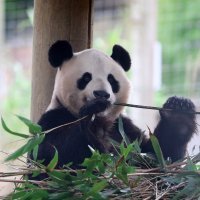 Tian Tian i Yang Guang