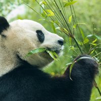 Tian Tian i Yang Guang