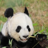 Tian Tian i Yang Guang