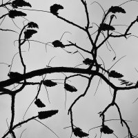 Lanna Vukas - Silueta