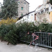 Prodaja božićnih drvaca