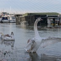 Jutro nakon potonuća splava Kartel u Beogradu