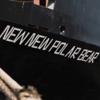 Newnew Polar Bear