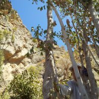 Stablo kata negdje u Jemenu