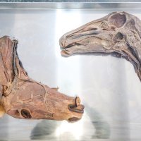 Milanović na Veterinarskom fakultetu