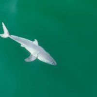 Po prvi puta snimljeno mladunče velike bijele psine