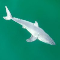 Po prvi puta snimljeno mladunče velike bijele psine