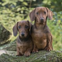 Minijaturni jazavčar