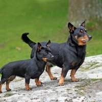 Lancashire heeler