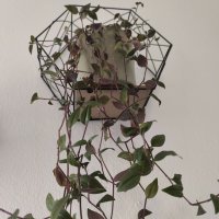 Xiaomi Redmi Note 13 Pro+ primjeri fotografija