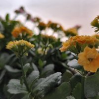 Xiaomi Redmi Note 13 Pro+ primjeri fotografija