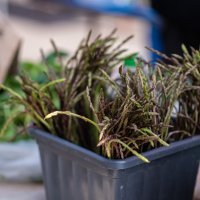 Prve ovogodišnje šparoge u Rijeci