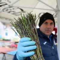 Prve ovogodišnje šparoge u Rijeci