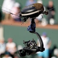 Pčele na meču Alcaraz - Zverev