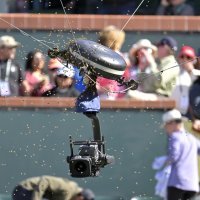 Pčele na meču Alcaraz - Zverev