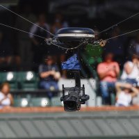 Pčele na meču Alcaraz - Zverev