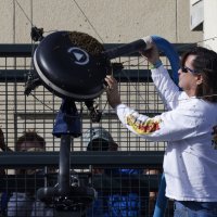 Pčele na meču Alcaraz - Zverev