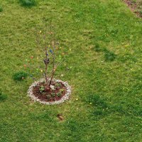 Honor Magic6 Pro - primjeri fotografija