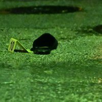 Pucnjava u Kaštelima