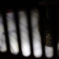 Mladunče risa transportirano iz naselja u divljinu