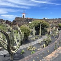 Jardin de Cactus