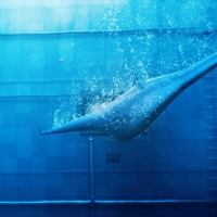 Raniji Northrop Grummanov koncept za program Manta Ray