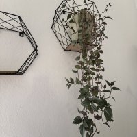 Huawei Pura P70 Pro fotografije