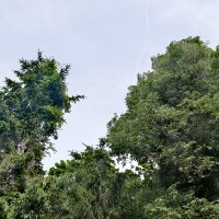 Huawei Pura P70 Pro fotografije