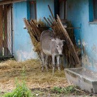 Oporavilište za životinje zaštićenih vrsta u osječkom ZOO vrtu