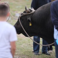 Nesreća na bikijadi u Radošiću, bik ozlijedio muškarca