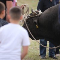 Nesreća na bikijadi u Radošiću, bik ozlijedio muškarca