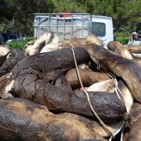 Onečišćenje mora kod Premanture