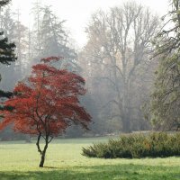 Arboretum Opeka, Vinica