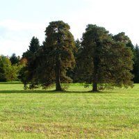 Arboretum Opeka, Vinica