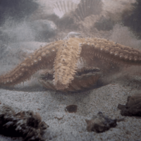 'Lepeza svetog Jakova'