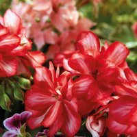 Pelargonije