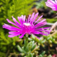 Honor 200 Pro primjeri fotografija