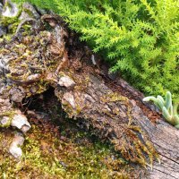 Honor 200 Pro primjeri fotografija