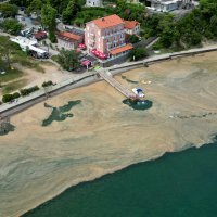 Mulj i sluz na slovenskoj obali Jadrana